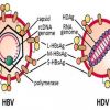 Giải mã sự bí ẩn của Virus viêm gan D