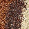 Hạt quinoa là hạt gì và có thể ăn thay cơm được không?