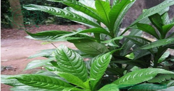 Xương sông: Vị thuốc chữa cảm sốt,ho và bệnh ngoài da
