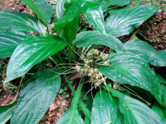 Củ Chóc (Bán hạ nam): Thuốc trị nôn cho phụ nữ có thai