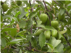 Bình bát – Cây ăn quả dân dã với nhiều giá trị dược liệu