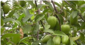 Bình bát – Cây ăn quả dân dã với nhiều giá trị dược liệu