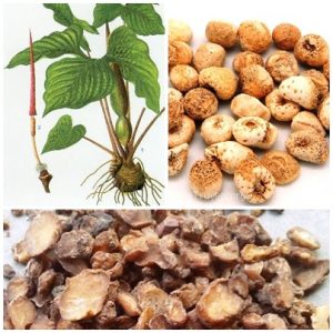 Hình ảnh các bộ phận của cây củ chóc ( Bán hạ)