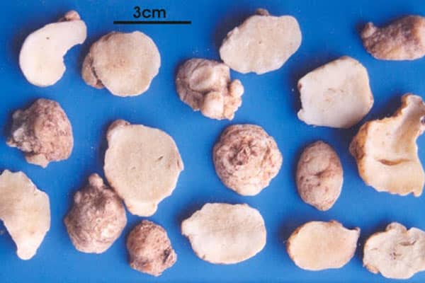 Hình ảnh: Bán hạ nam phiến