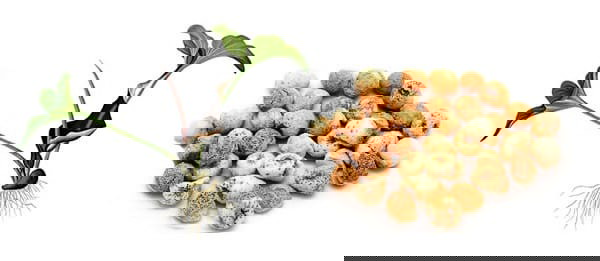 Bán hạ nam (Củ Chóc) có khá nhiều công dụng