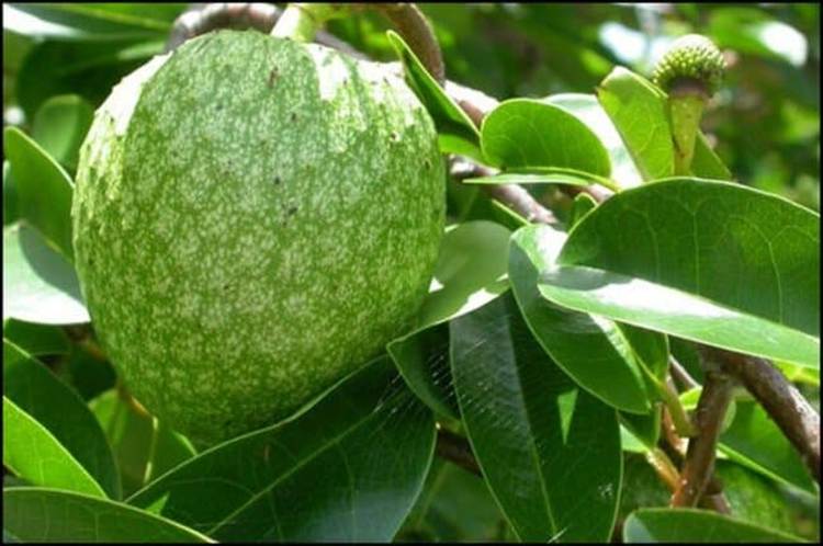 Hình ảnh của lá và Quả Bình bát