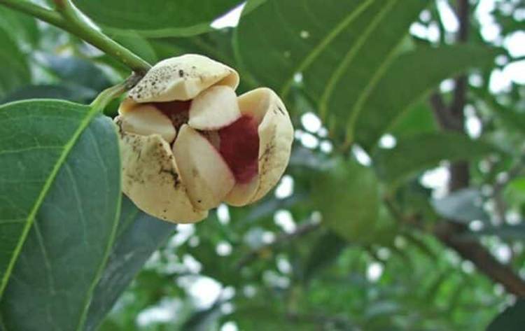 Hoa bình bát bộ phận dùng thuốc