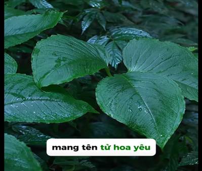 Tử hoa yếu