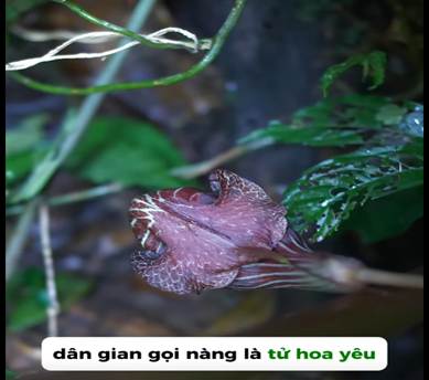 Hình ảnh cây và hoa mang tên Tử hoa yếu