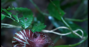 Tử hoa yếu – kinh nghiệm cổ truyền và góc nhìn hiện đại