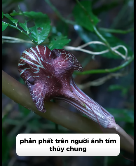 Tử hoa yếu – kinh nghiệm cổ truyền và góc nhìn hiện đại