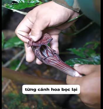 Hoa cảu cây Tử hoa yếu