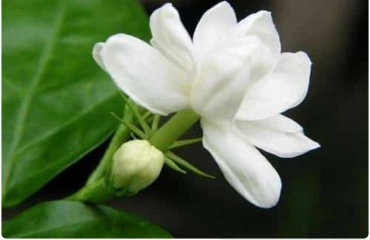 Hình ảnh Hoa Nhài