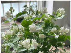 Hoa nhài – Từ hương thơm truyền thống đến tiềm năng dược lý hiện đại