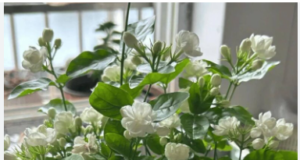 Hoa nhài – Từ hương thơm truyền thống đến tiềm năng dược lý hiện đại