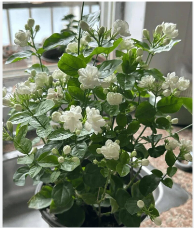 Hình ảnh: Toàn cây Hoa Nhài