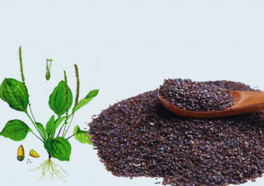 Hạt Mã đề – Vị thuốc quý trong y học