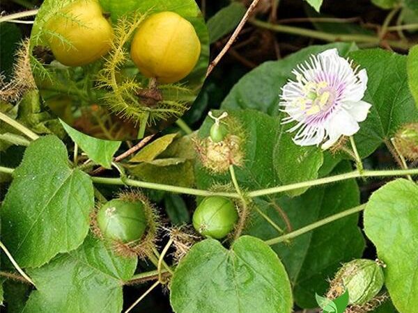 Lạc tiên – Đằng sau tên gọi của một cây thuốc