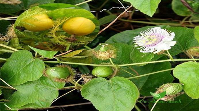 Cây Lạc tiên ( Nhãn lồng, Chùm bao)