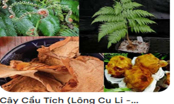 Cẩu tích – Lông Culi: Vì sao một cây thuốc có hai cái tên?