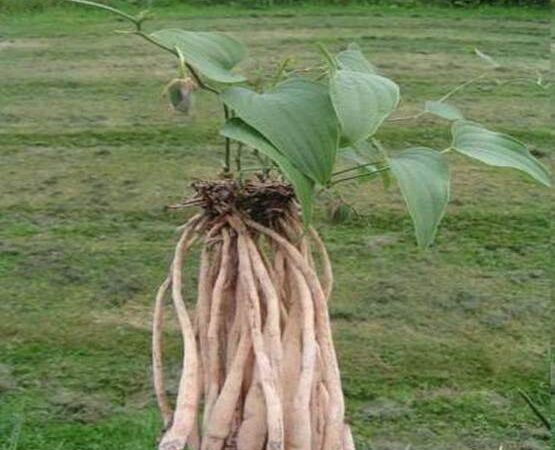 “Sâm đất” bổ dương hay một bài học về sự thật của dược liệu?