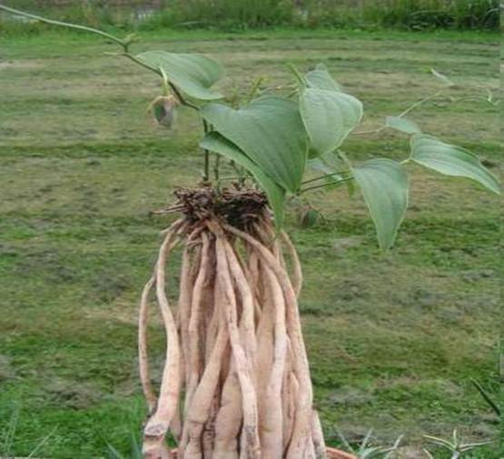 “Sâm đất” bổ dương hay một bài học về sự thật của dược liệu?