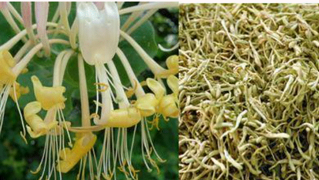 Kim Ngân hoa tươi và khô