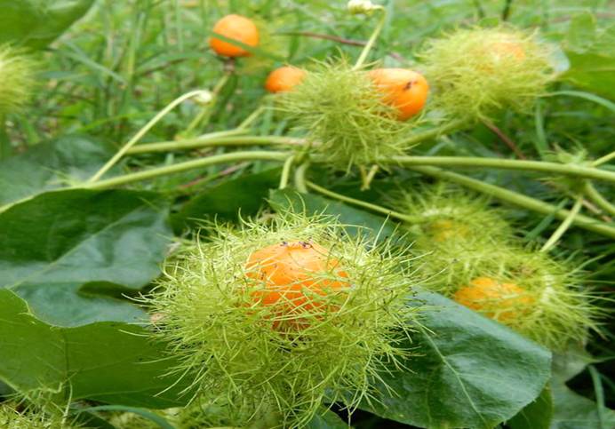 Quả lạc tiên được bao bọc bởi một hệ thống các dải lá bắc có dạng như những sợi nhỏ đan xen bên ngoài. Nên có tên gọi là Nhãn lồng, Chùm bao.