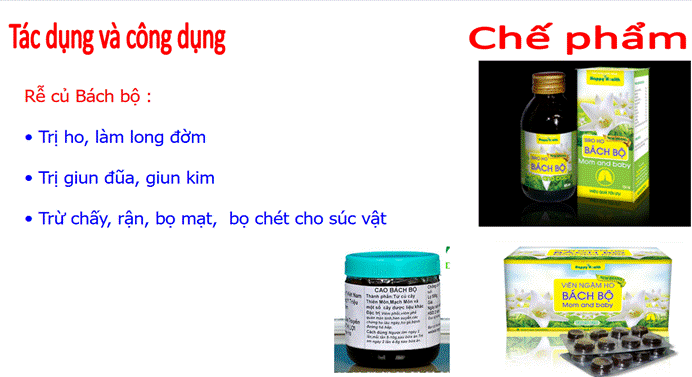 Tác dụng - công dụng và các chế phẩm từ Bách bộ