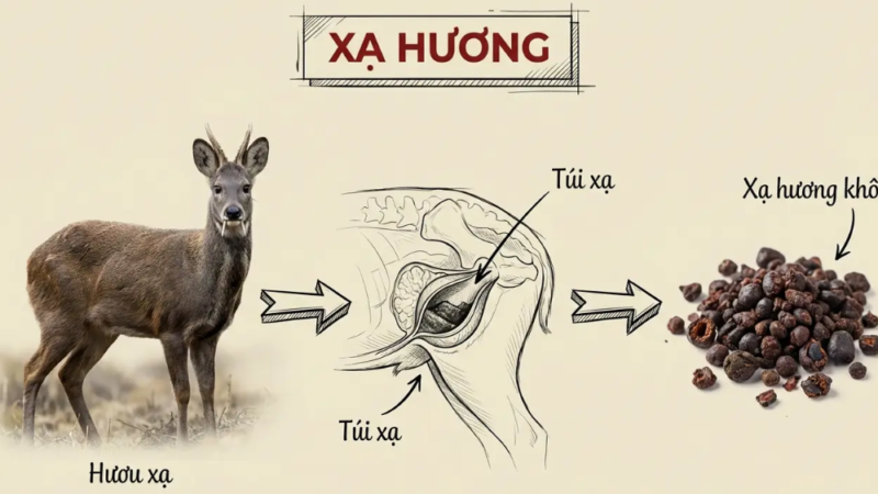 Xạ hương – từ túi hương của hươu xạ đến phân tử Muscone