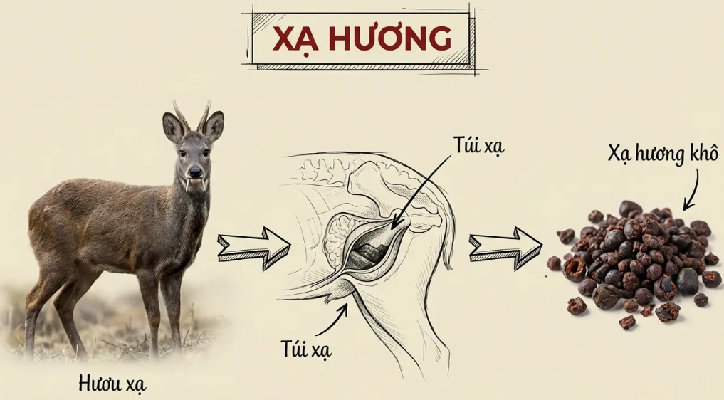 Xạ hương – từ túi hương của hươu xạ đến phân tử Muscone