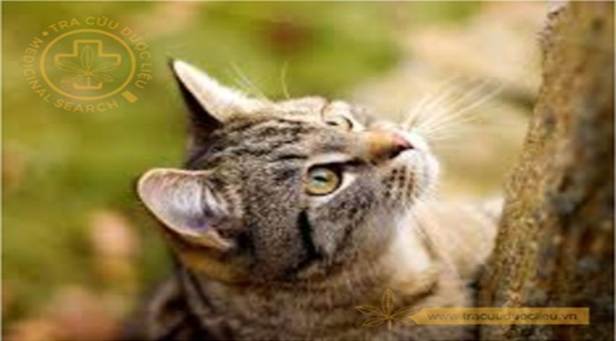 Mèo từng xuất hiện trong sách thuốc cổ